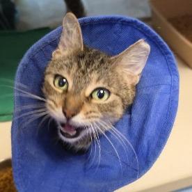 Abbey, Adoptable, Senior Female Domestic Medium Hair.