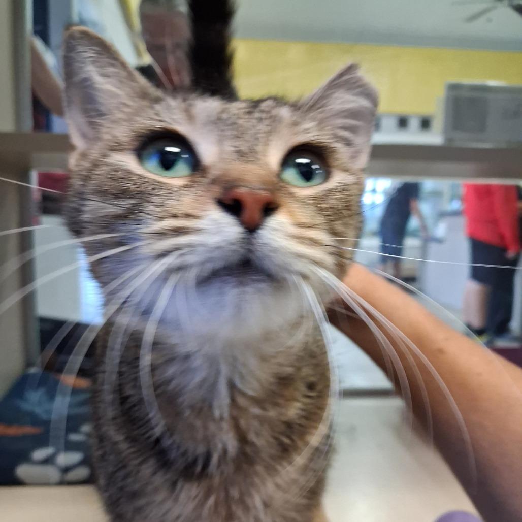 Abbey, a Adoptable Domestic Medium Hair in Galveston, TX image 2/3