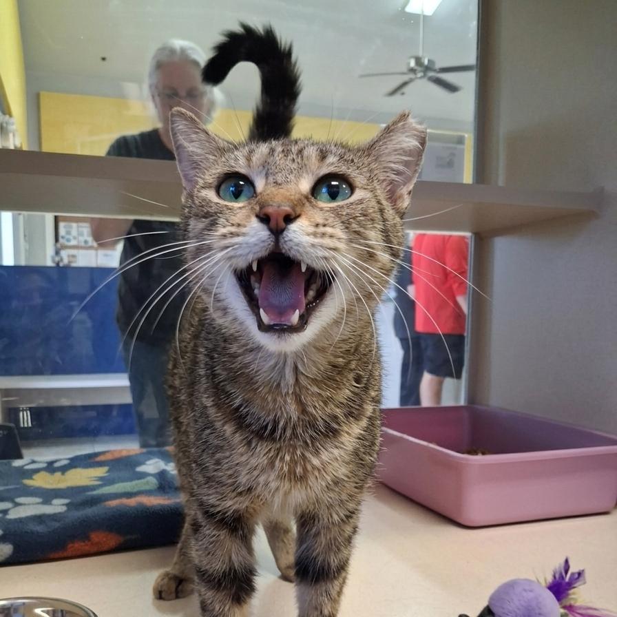 Abbey, a Adoptable Domestic Medium Hair in Galveston, TX image 3/3