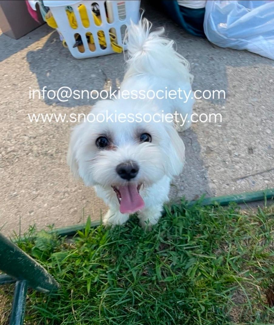 Buddy, ADOPTABLE, Adult Male Coton de Tulear & Maltese.