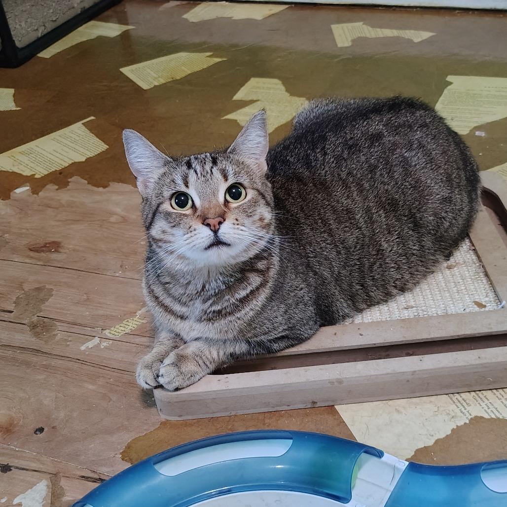 Enlarge Cookie, a Adoptable Domestic Short Hair in Wilmington, NC image 1/6