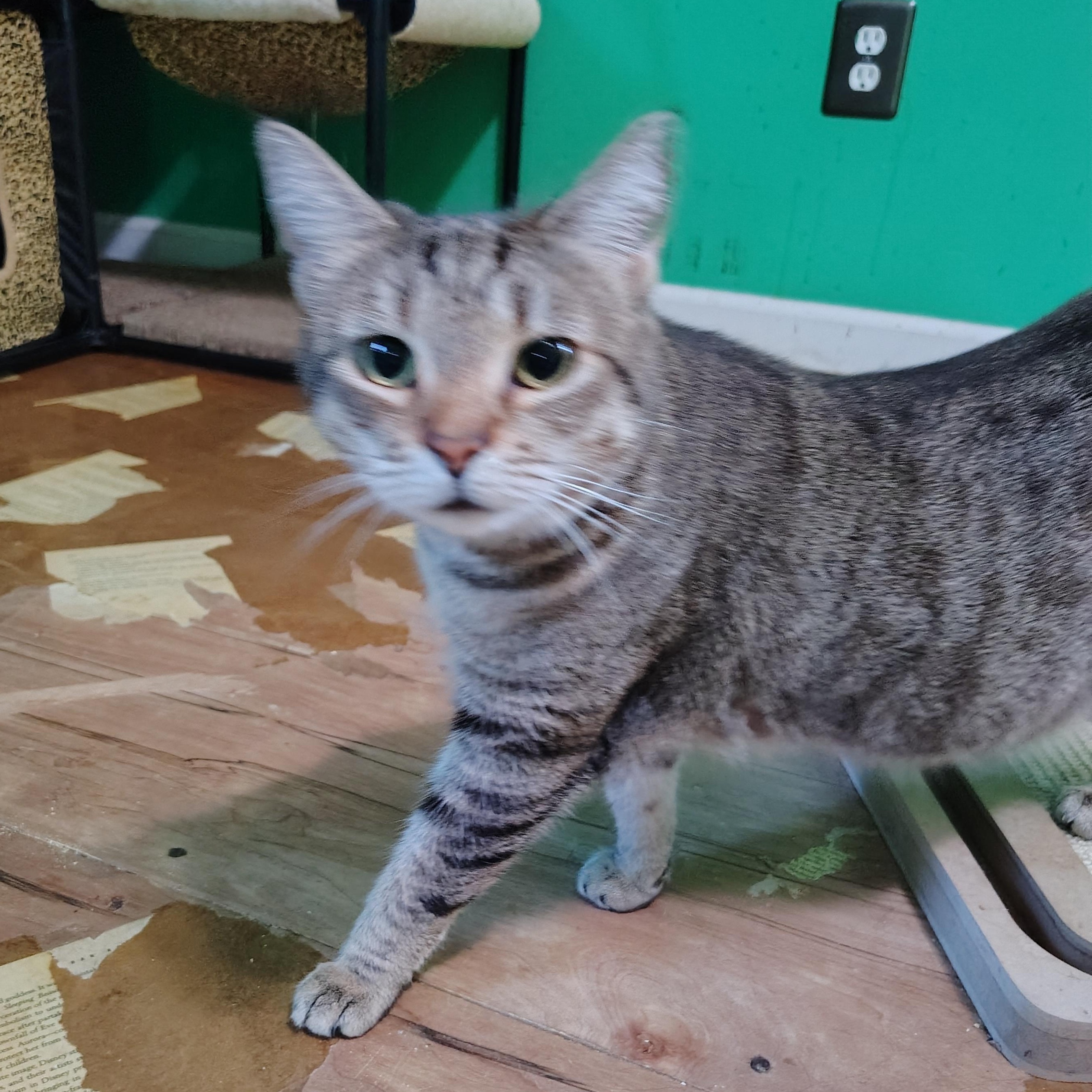 Enlarge Cookie, a Adoptable Domestic Short Hair in Wilmington, NC image 2/6