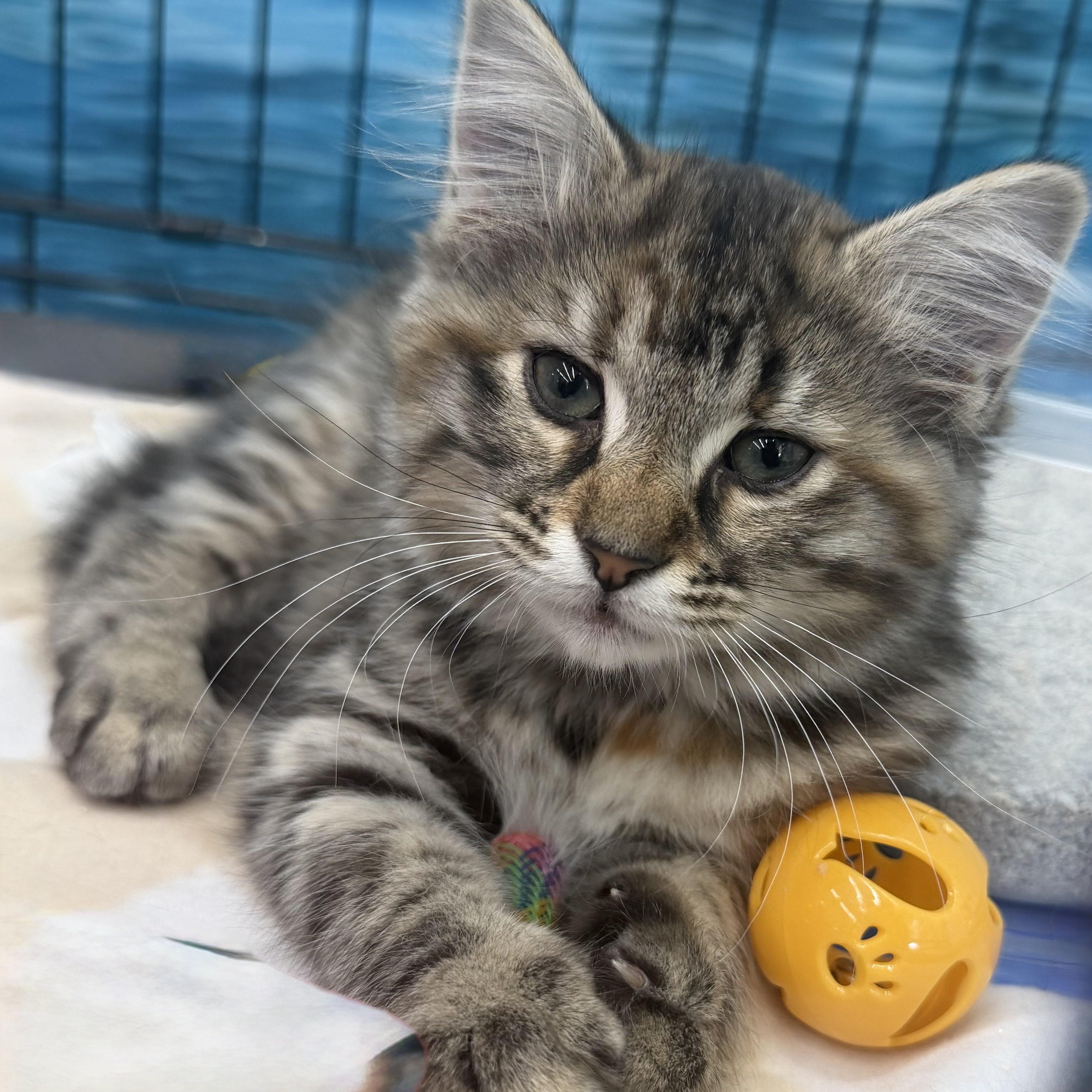 Wynn, a ADOPTABLE mixed breed in Johnson City, TN image 4/5