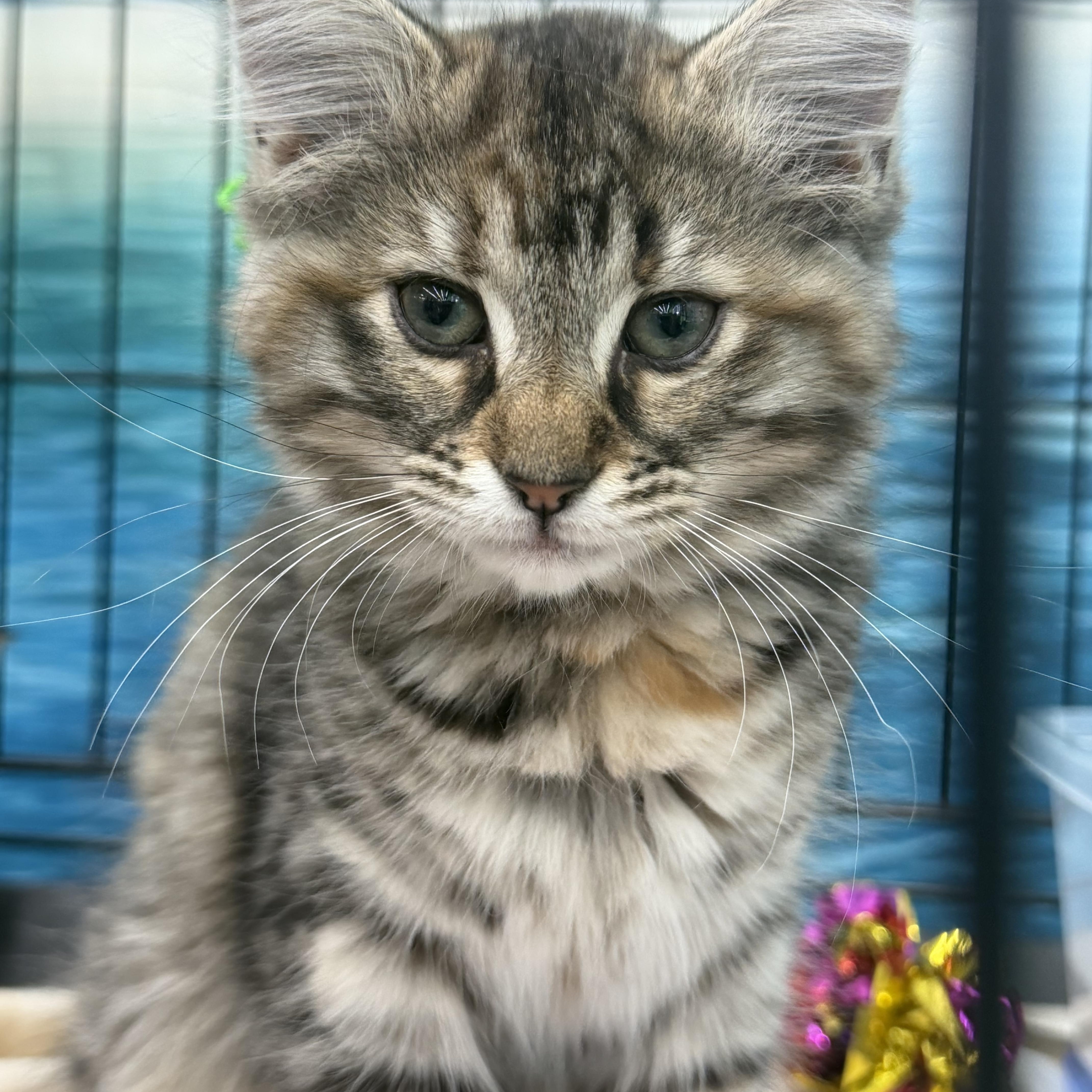 Wynn, a ADOPTABLE mixed breed in Johnson City, TN image 1/5