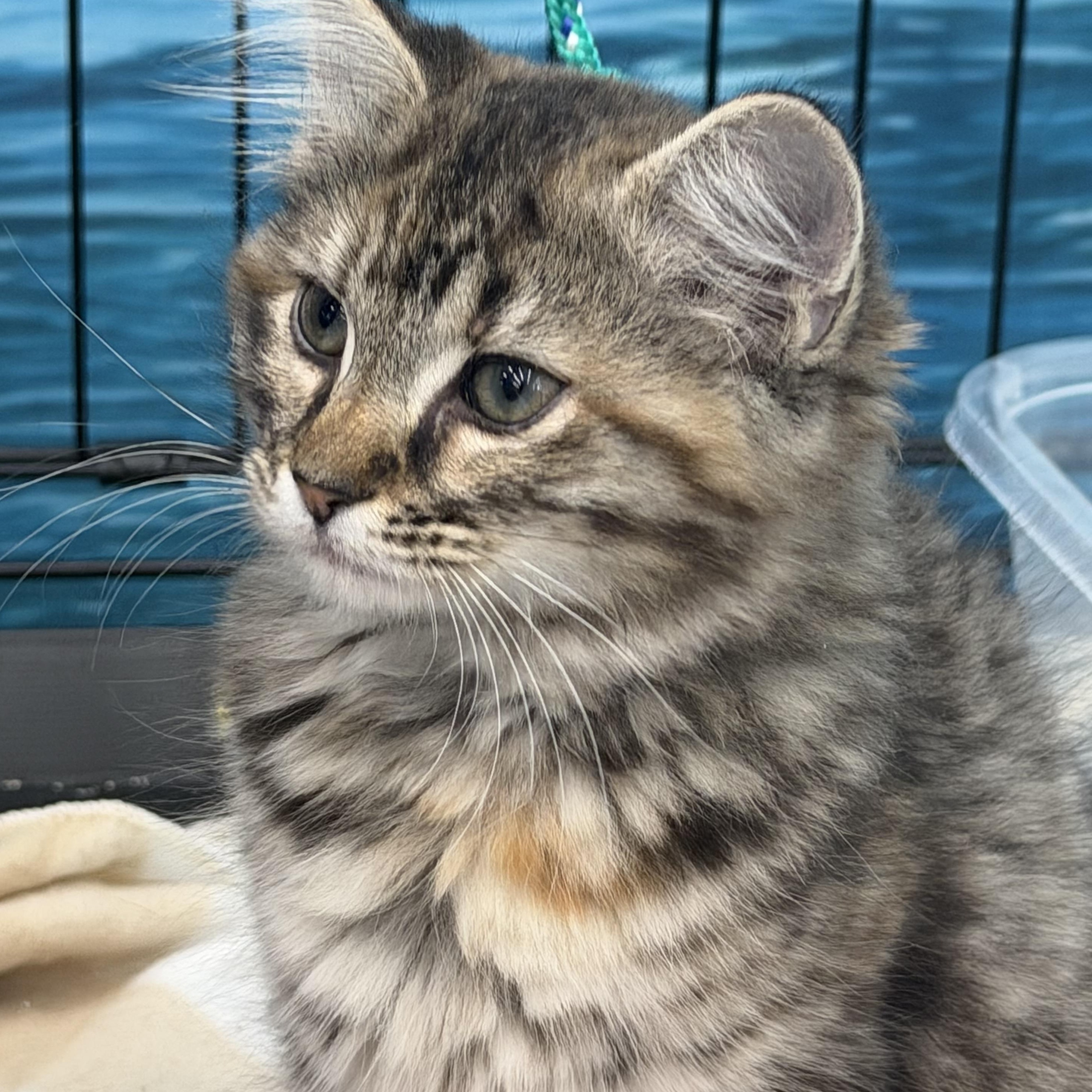 Wynn, a ADOPTABLE mixed breed in Johnson City, TN image 5/5