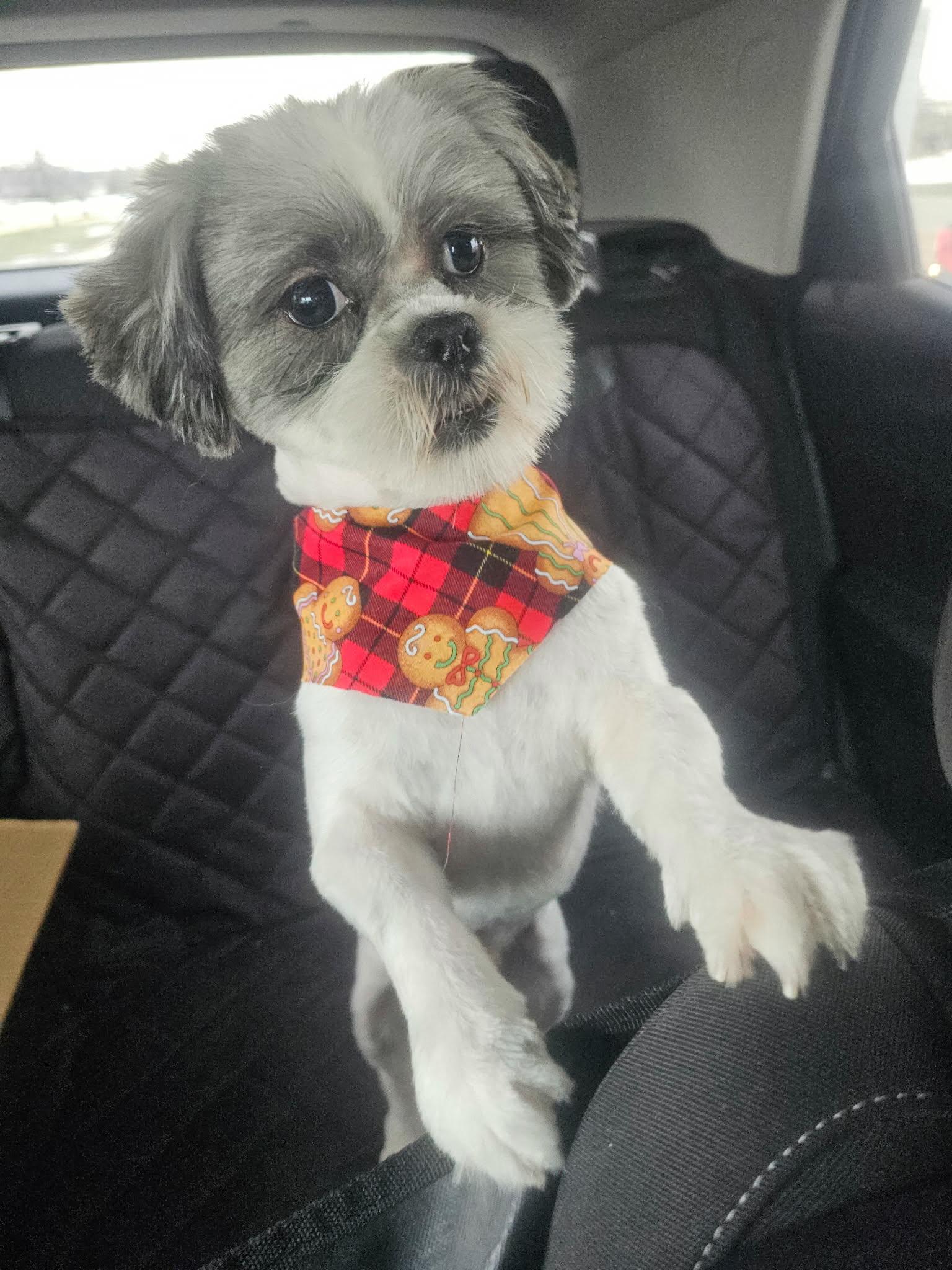 Enlarge Prince, a ADOPTABLE Shih Tzu in Cedar Rapids, IA image 6/6