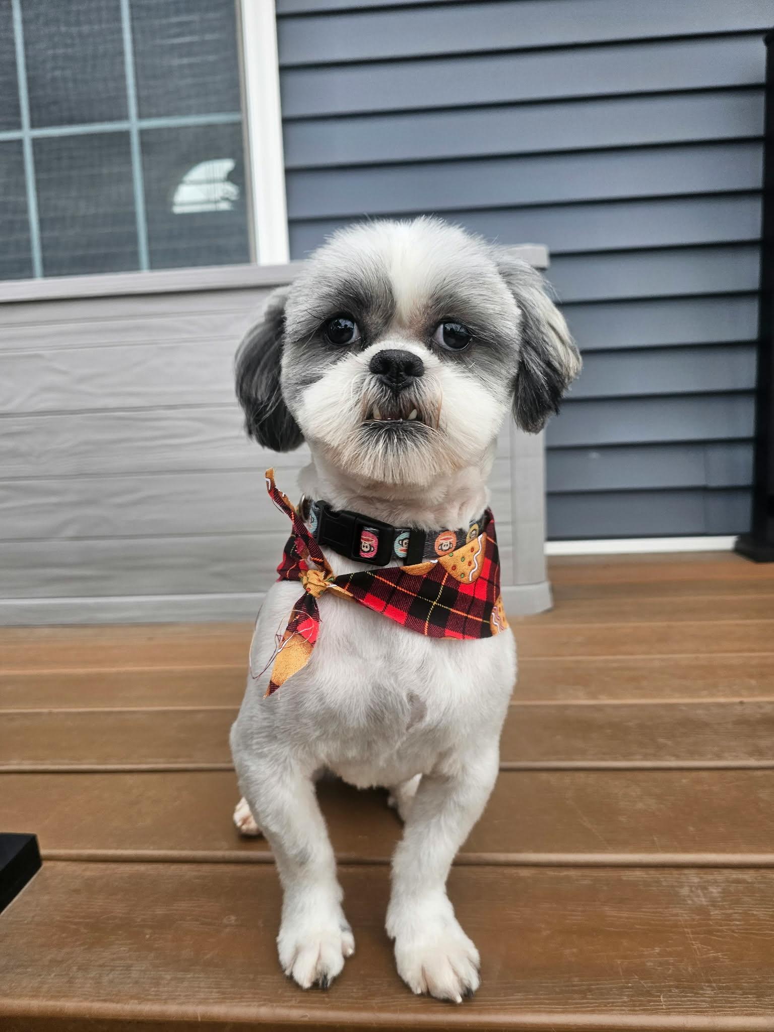 Enlarge Prince, a ADOPTABLE Shih Tzu in Cedar Rapids, IA image 3/6
