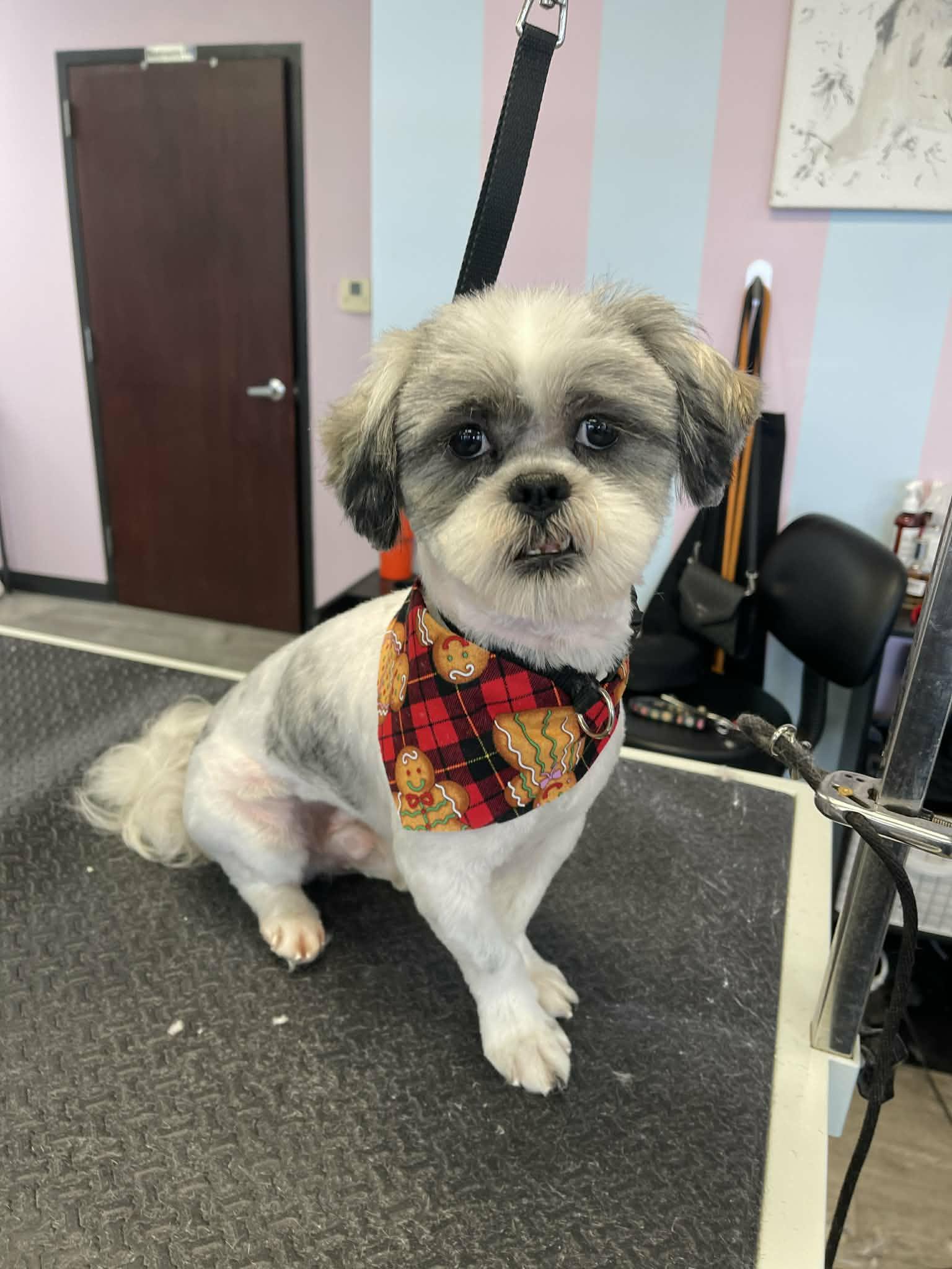Enlarge Prince, a ADOPTABLE Shih Tzu in Cedar Rapids, IA image 4/6
