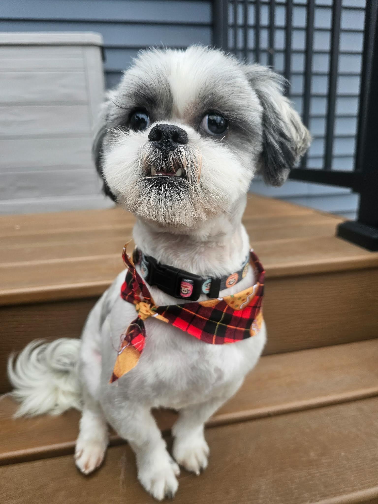 Enlarge Prince, a ADOPTABLE Shih Tzu in Cedar Rapids, IA image 5/6