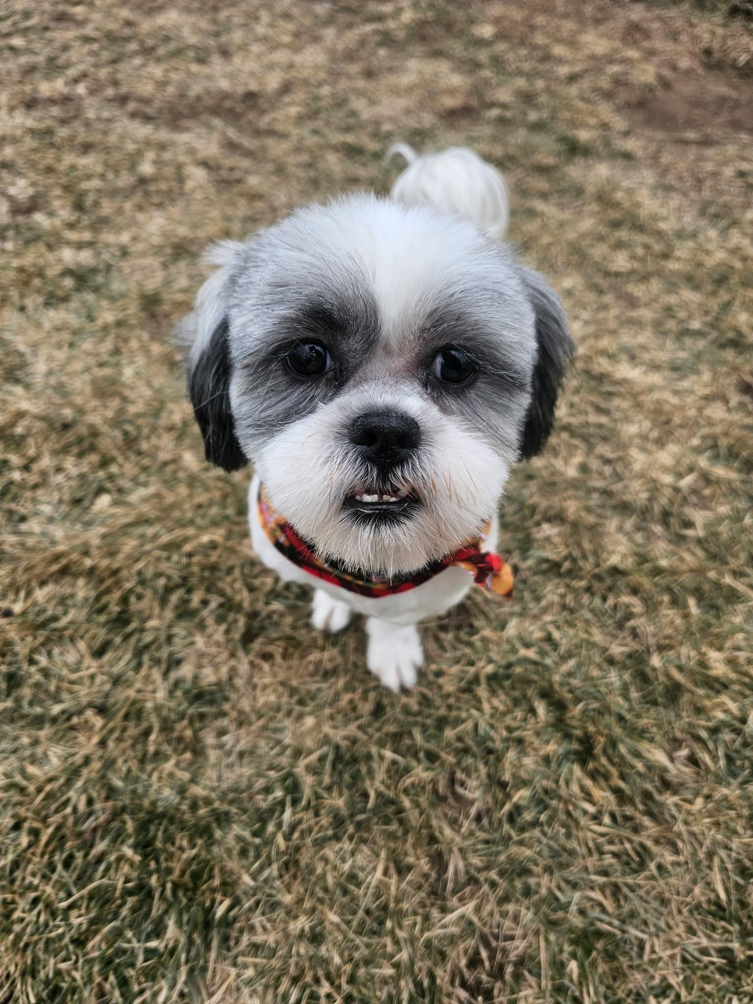 Enlarge Prince, a ADOPTABLE Shih Tzu in Cedar Rapids, IA image 2/6