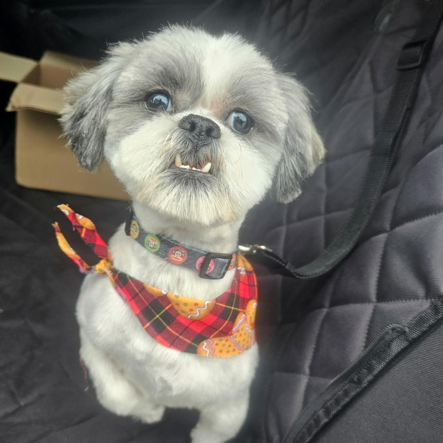 Prince, ADOPTABLE, Young Male Shih Tzu.