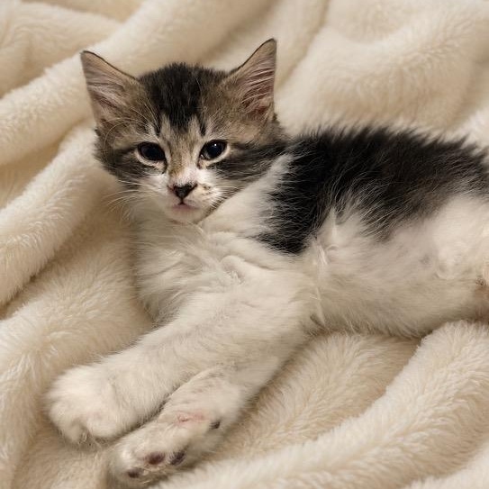 Enlarge Oakley, a ADOPTABLE mixed breed in Andover, MN image 1/2