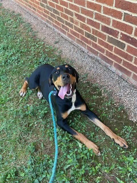 MONTANA, Adoptable, Puppy Female Mixed Breed.