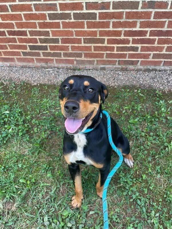 Enlarge MONTANA, a Adoptable mixed breed in Warrenton, NC image 2/3