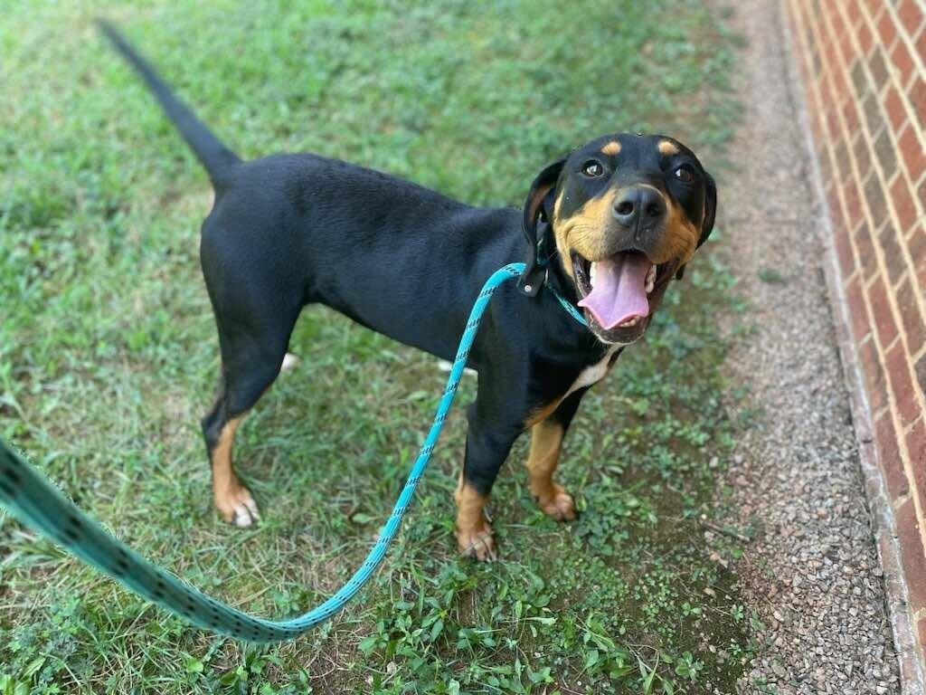 Enlarge MONTANA, a Adoptable mixed breed in Warrenton, NC image 3/3