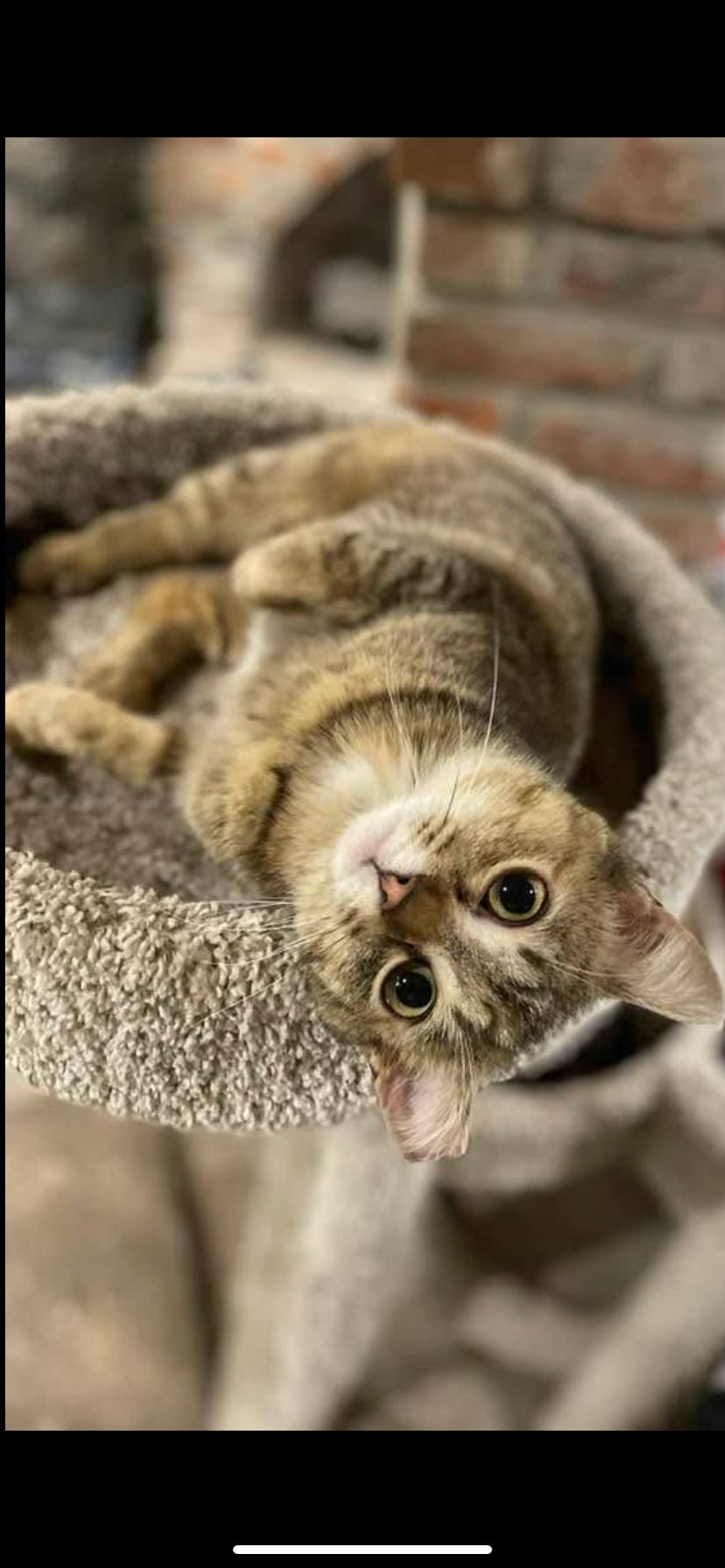 Sweet pea and Flower, Adoptable, Adult Female Domestic Medium Hair.