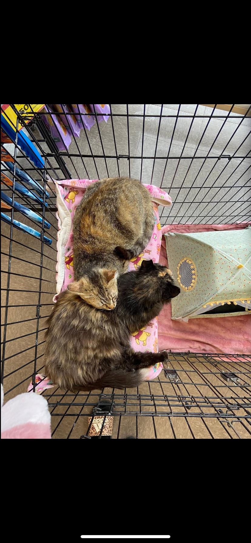 Enlarge Sweet pea and Flower, a Adoptable Domestic Medium Hair in Waveland, IN image 2/6