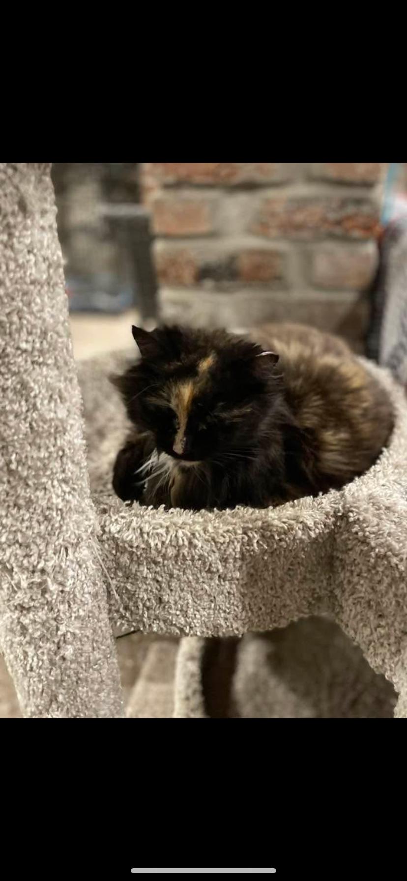 Enlarge Sweet pea and Flower, a Adoptable Domestic Medium Hair in Waveland, IN image 3/6