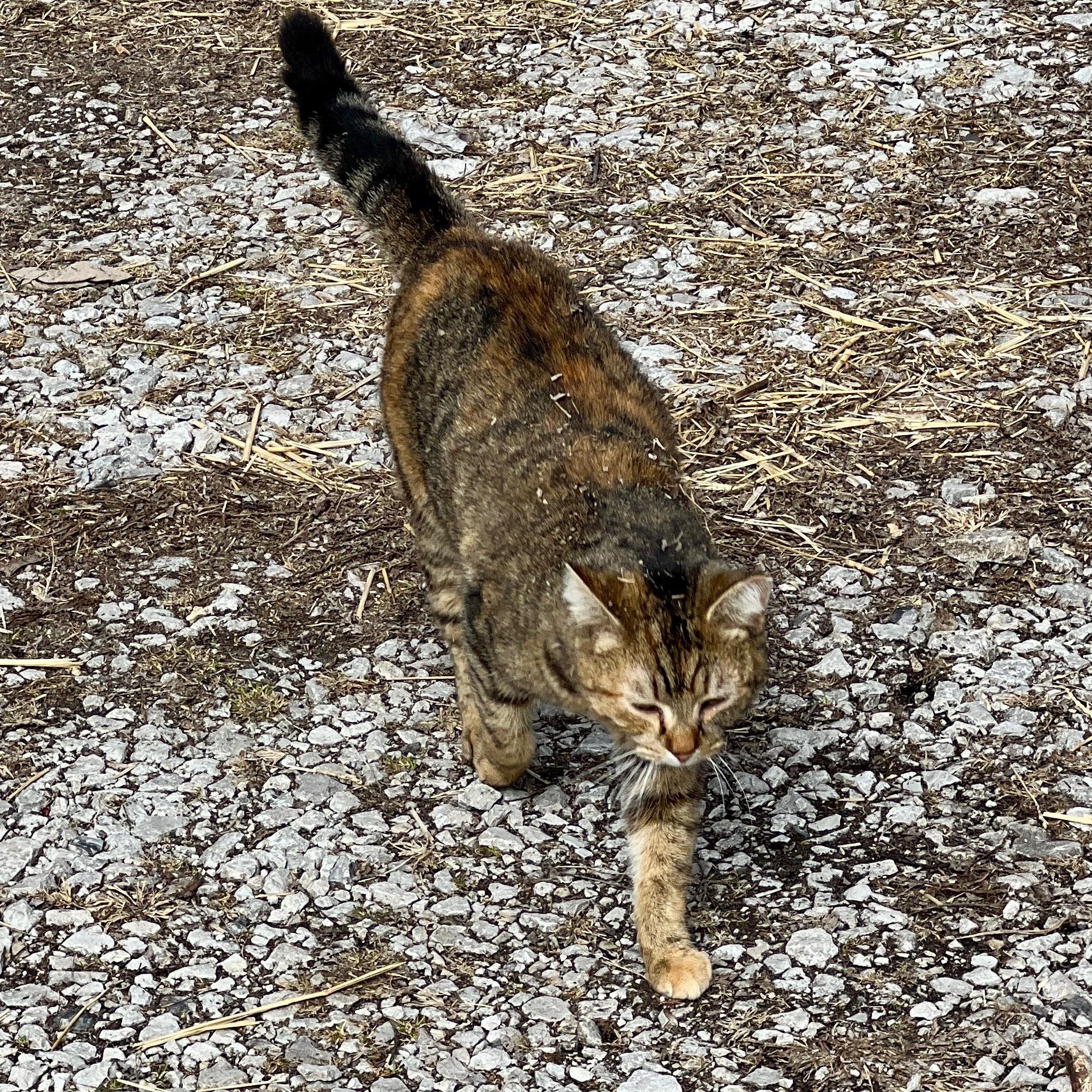 Enlarge Flower, a Adoptable Domestic Medium Hair in Waveland, IN image 2/3