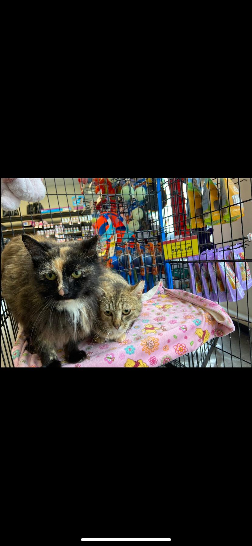 Enlarge Sweet pea and Flower, a Adoptable Domestic Medium Hair in Waveland, IN image 4/6