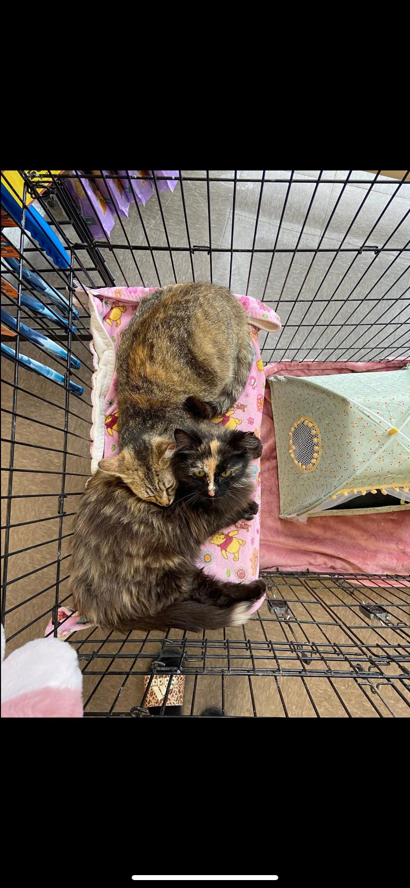 Enlarge Sweet pea and Flower, a Adoptable Domestic Medium Hair in Waveland, IN image 5/6