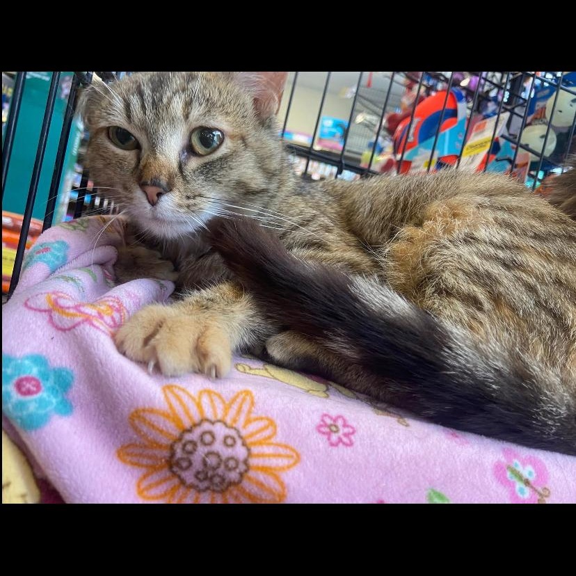 Enlarge Flower, a Adoptable Domestic Medium Hair in Waveland, IN image 3/3