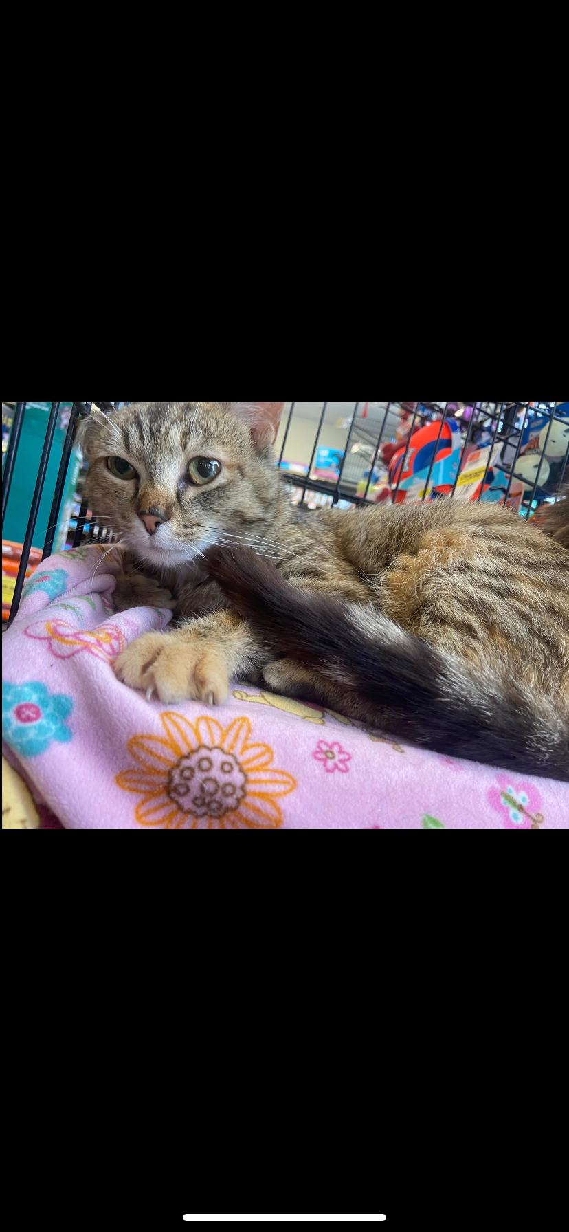 Enlarge Sweet pea and Flower, a Adoptable Domestic Medium Hair in Waveland, IN image 6/6