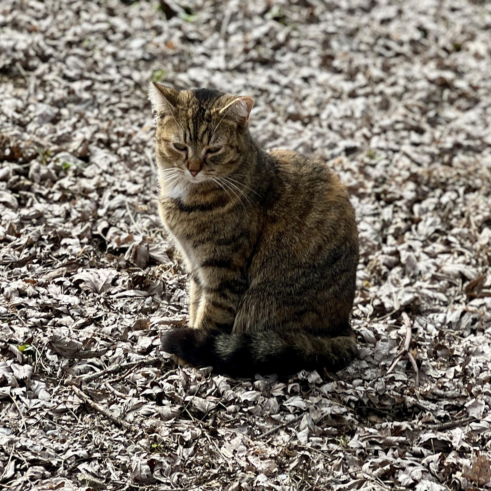 Enlarge Flower, a Adoptable Domestic Medium Hair in Waveland, IN image 1/3