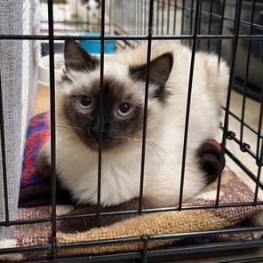 Ms. Kitty, Adoptable, Adult Female Domestic Long Hair.