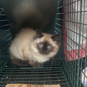 Enlarge Ms. Kitty, a Adoptable Domestic Long Hair in Estacada, OR image 2/2