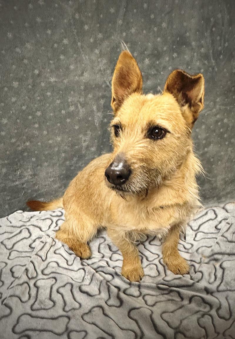 Albert, adopted, Adult Male Terrier.