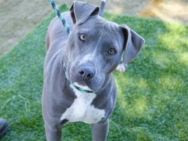 WILMA, Adoptable, Young Female Pit Bull Terrier.