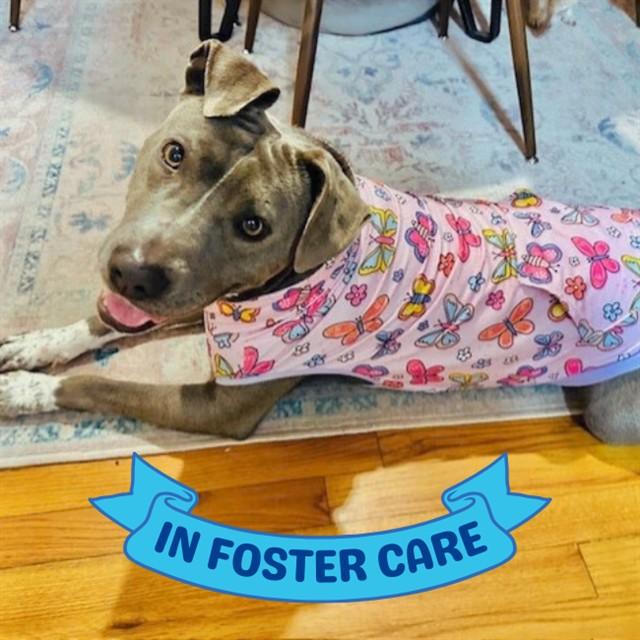 WILMA, Adoptable, Young Female Pit Bull Terrier.