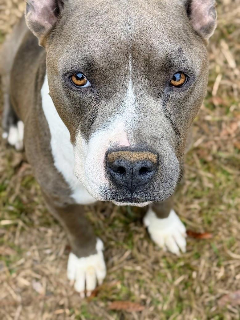 MAGNOLIA AKA NOLIE-Transport available to VT, CT, and PA