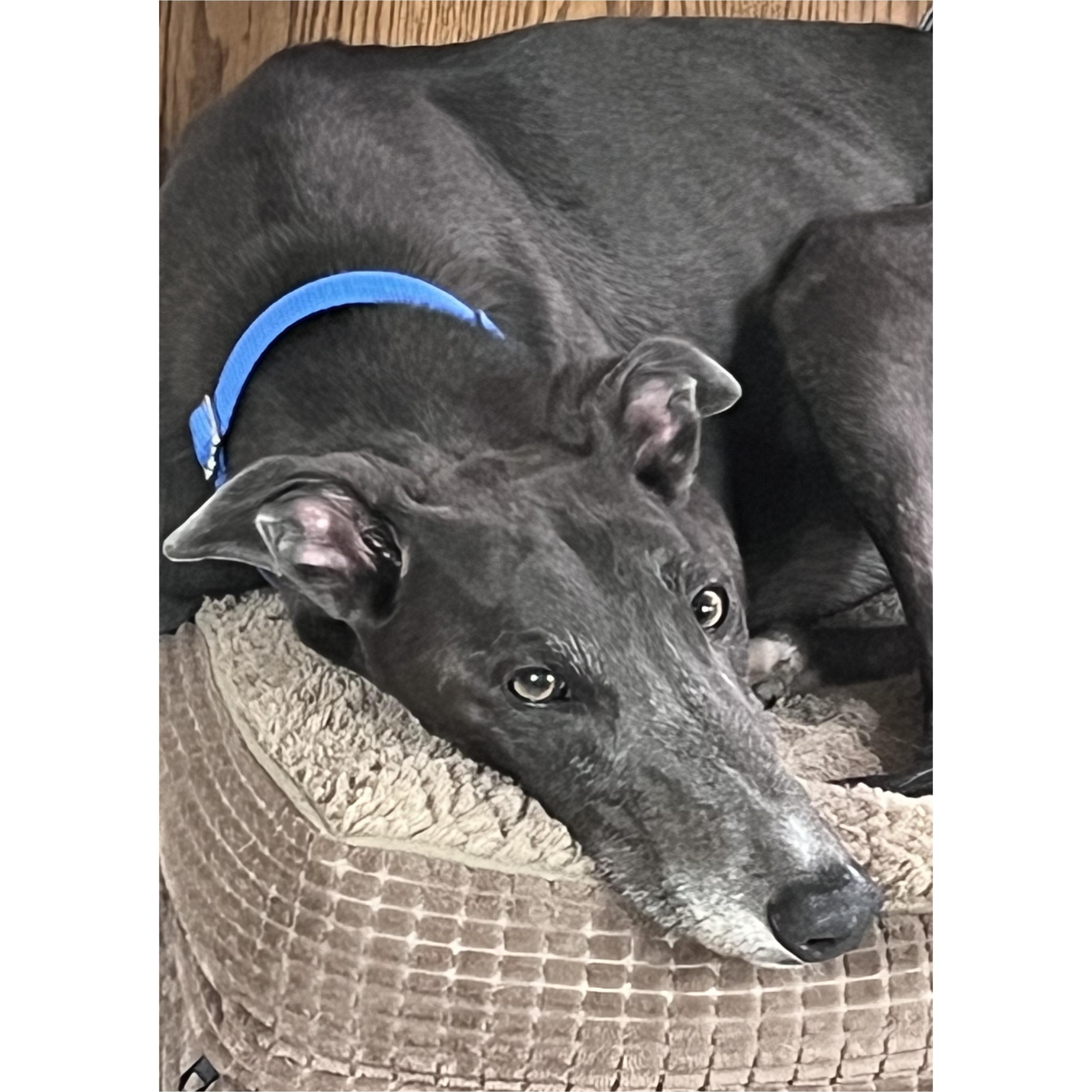 Phineus, a Adoptable Greyhound in Tarpon Springs, FL image 1/5