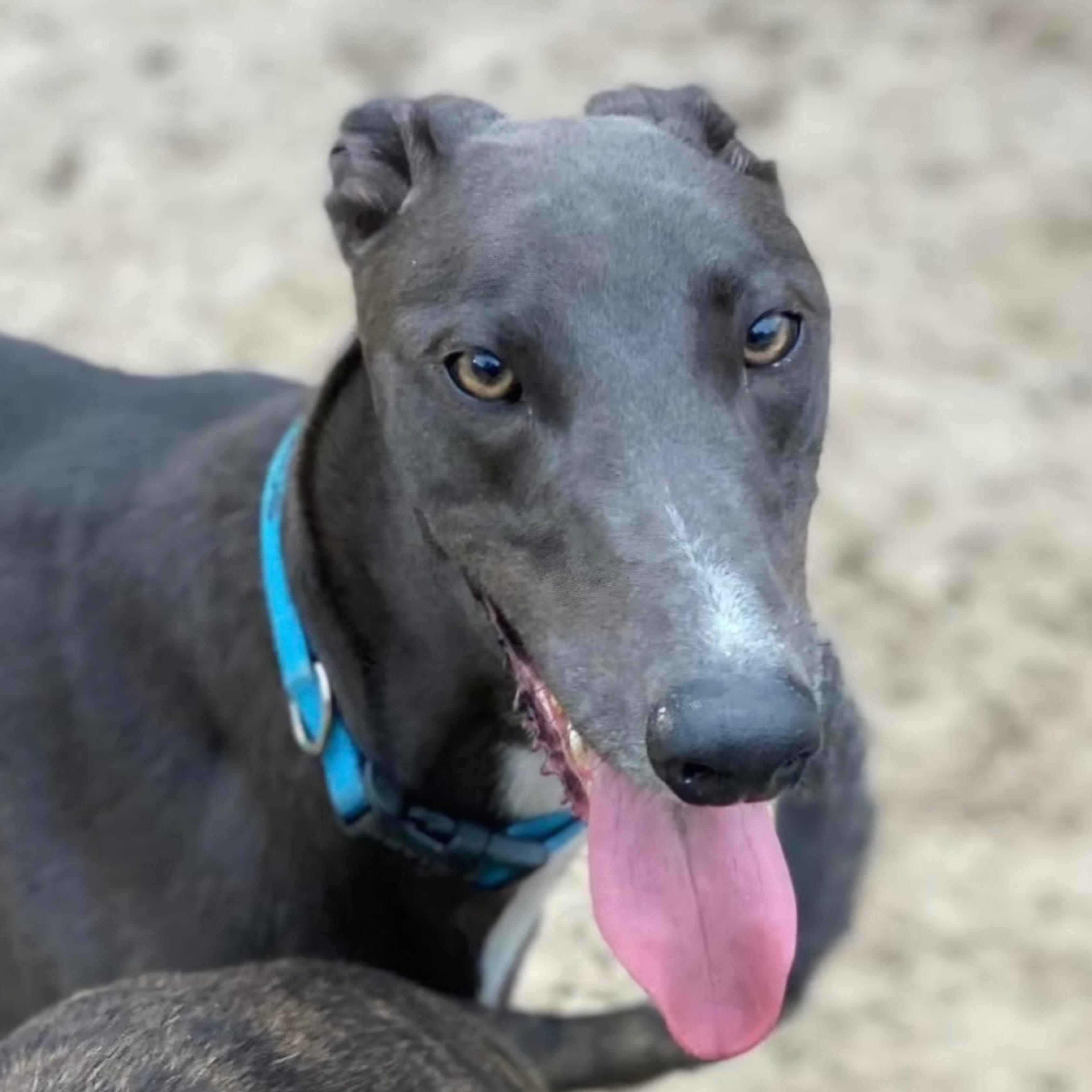 Phineus, a Adoptable Greyhound in Tarpon Springs, FL image 2/5