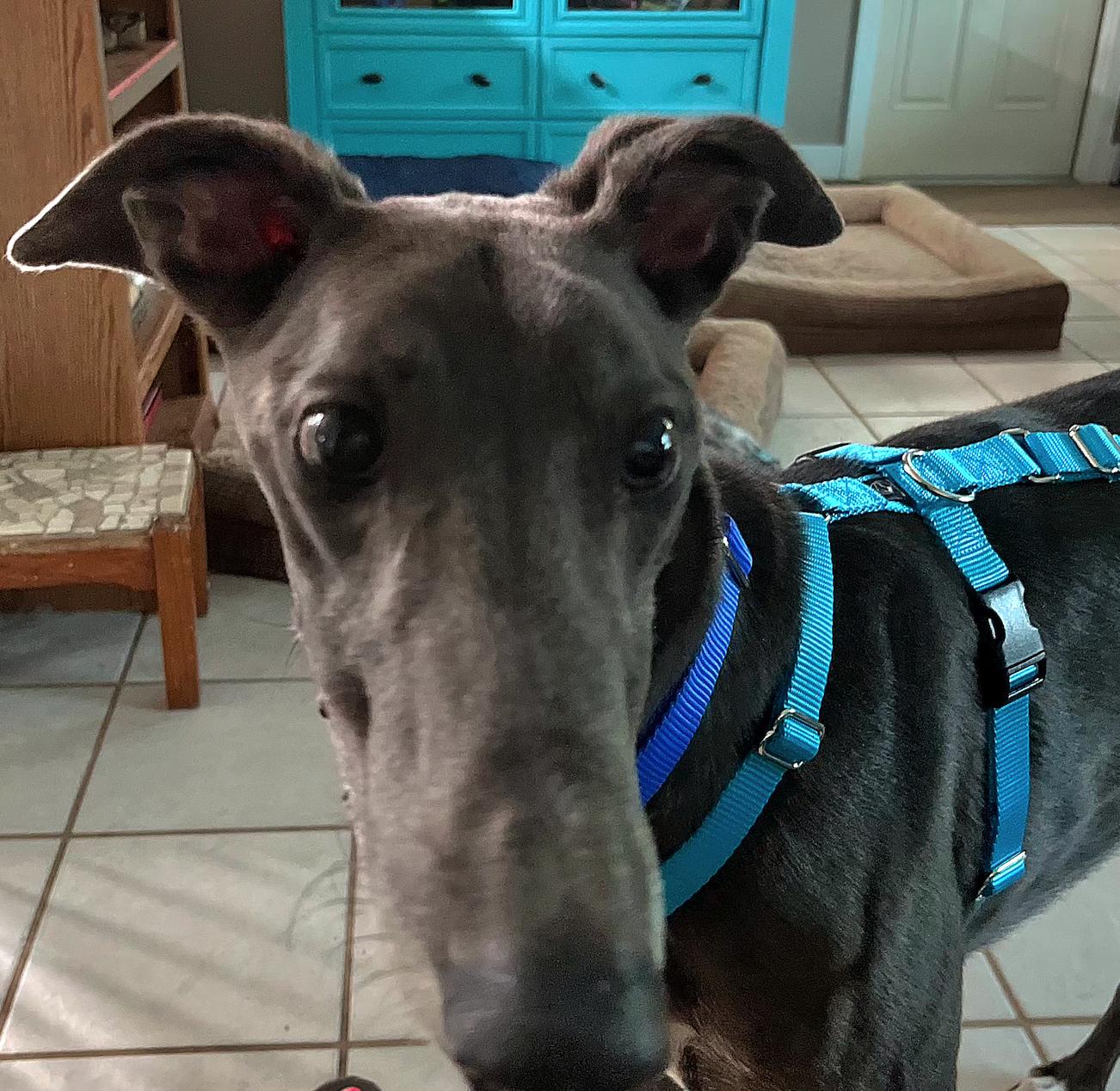 Phineus, a Adoptable Greyhound in Tarpon Springs, FL image 3/5