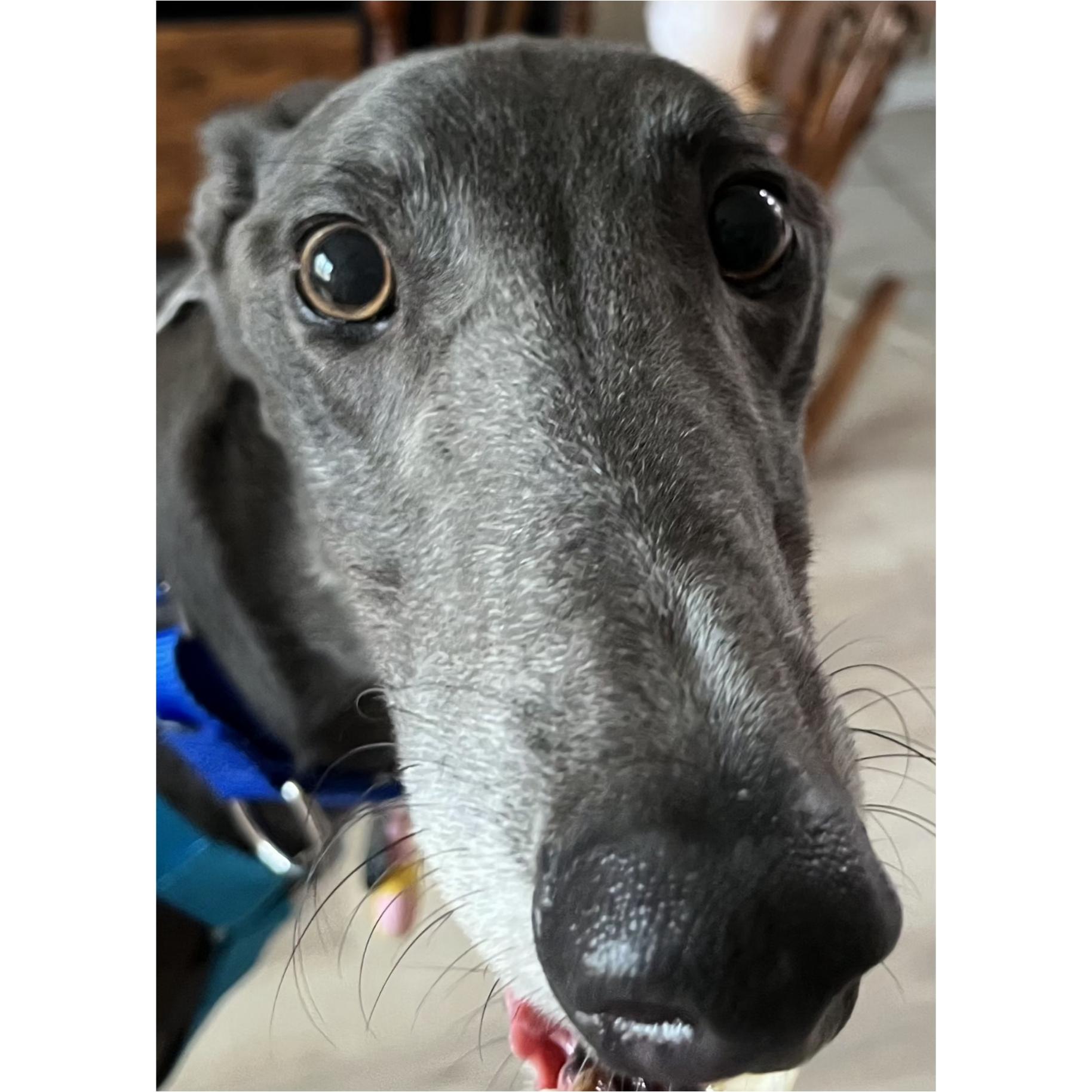 Phineus, a Adoptable Greyhound in Tarpon Springs, FL image 4/5