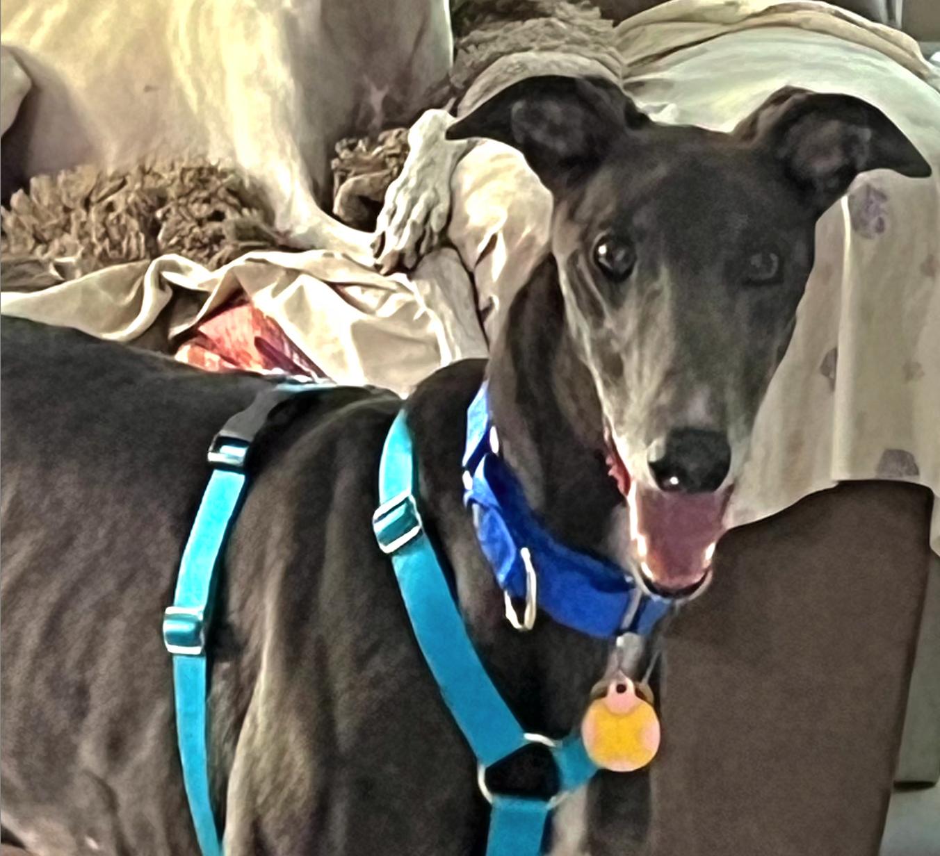 Phineus, a Adoptable Greyhound in Tarpon Springs, FL image 5/5
