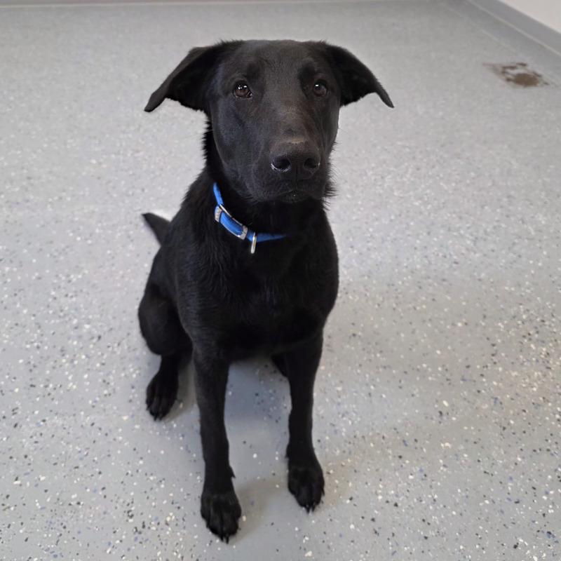 Enlarge Dori, a Adoptable mixed breed in Yankton, SD image 1/6