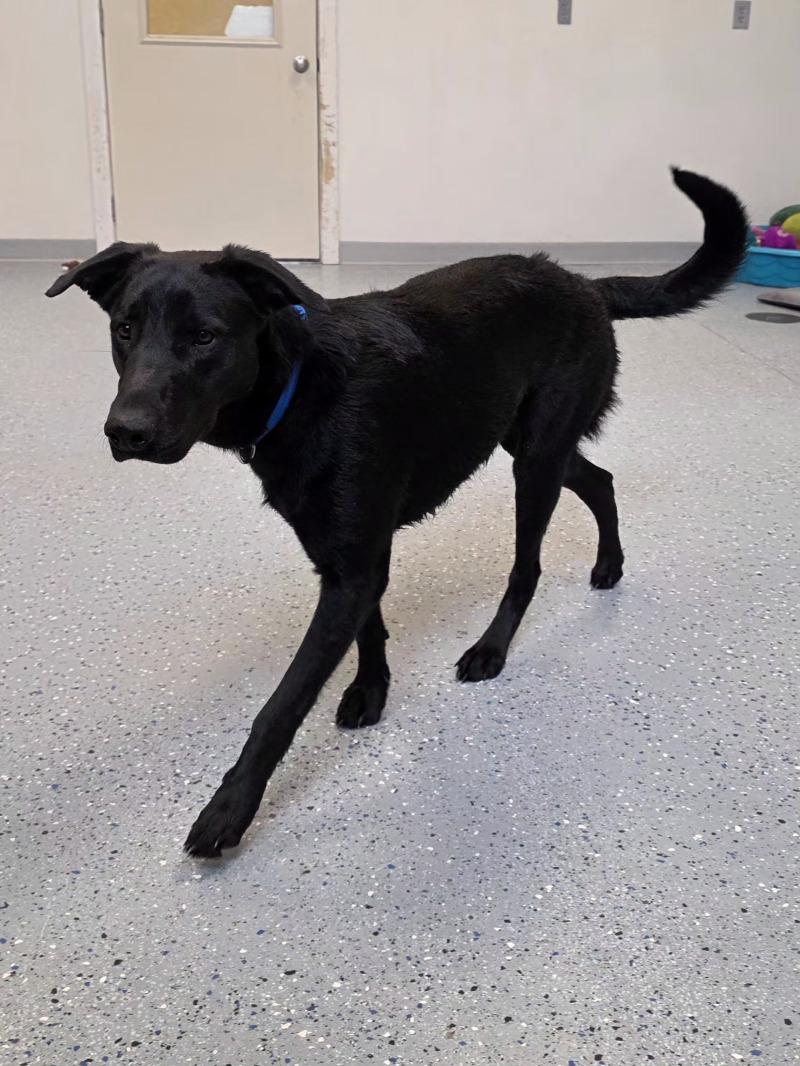 Enlarge Dori, a Adoptable mixed breed in Yankton, SD image 2/6