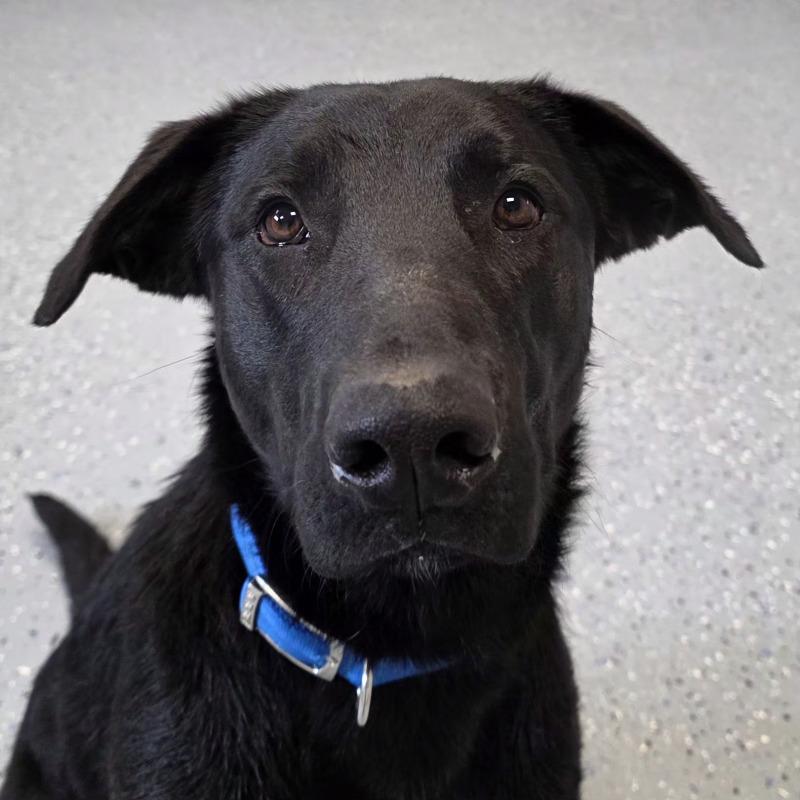 Enlarge Dori, a Adoptable mixed breed in Yankton, SD image 3/6