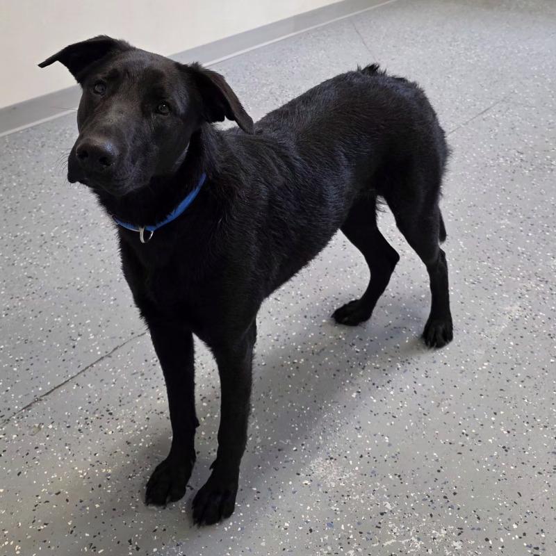 Enlarge Dori, a Adoptable mixed breed in Yankton, SD image 4/6