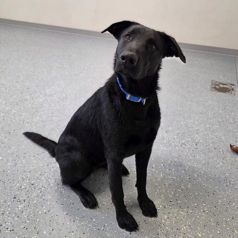 Enlarge Dori, a Adoptable mixed breed in Yankton, SD image 5/6