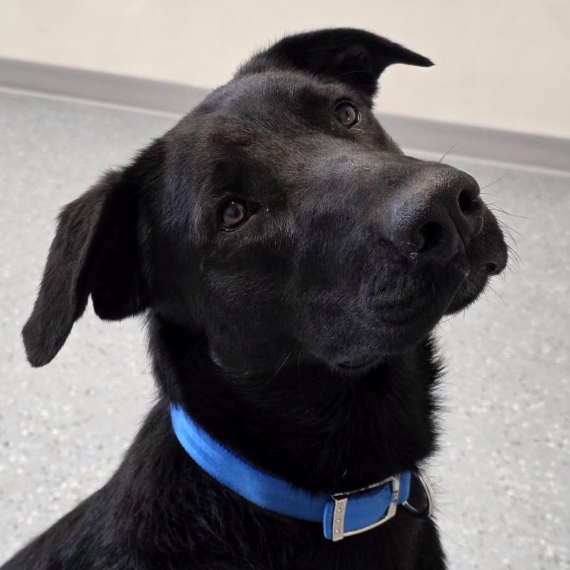 Enlarge Dori, a Adoptable mixed breed in Yankton, SD image 6/6