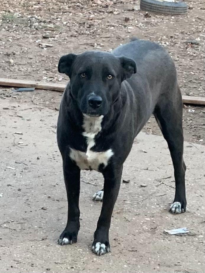 Lincoln, Adoptable, Adult Male Mixed Breed.