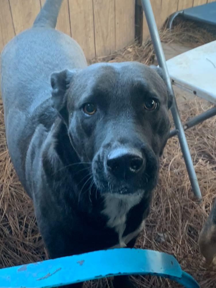 Lincoln, Adoptable, Adult Male Mixed Breed.