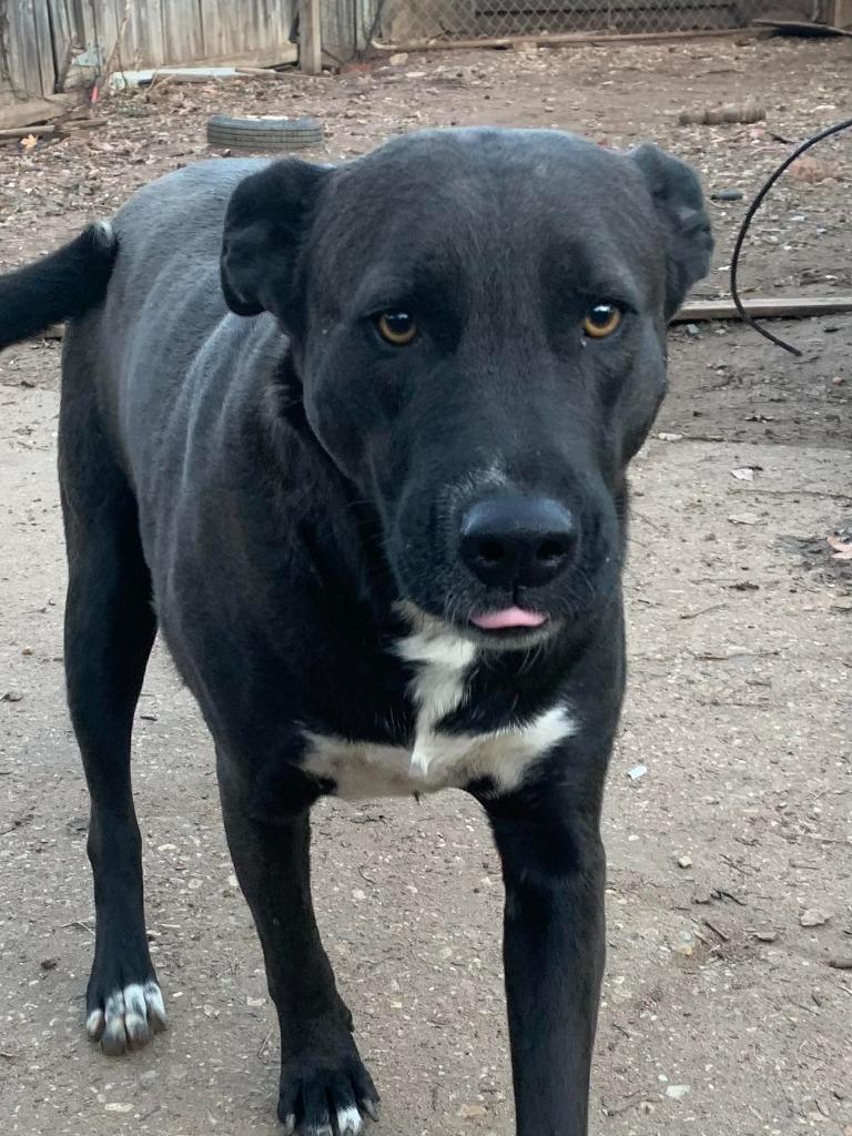 Enlarge Lincoln, a Adoptable mixed breed in Fond Du Lac, WI image 5/6
