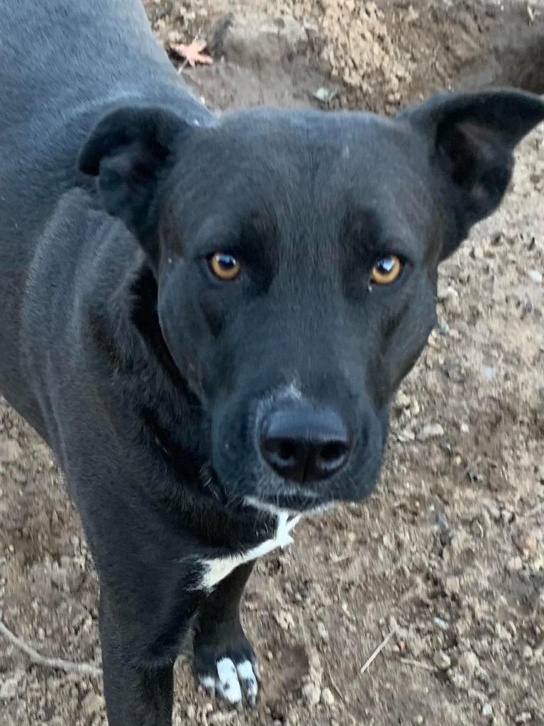 Enlarge Lincoln, a Adoptable mixed breed in Fond Du Lac, WI image 6/6