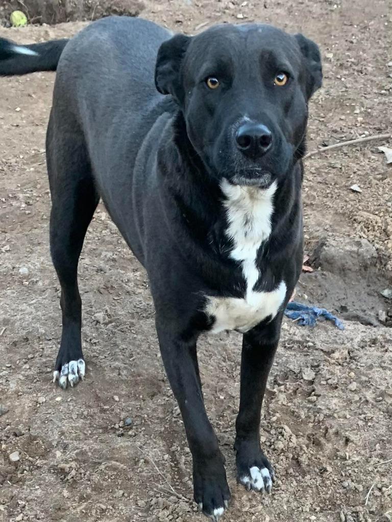 Enlarge Lincoln, a Adoptable mixed breed in Fond Du Lac, WI image 4/6